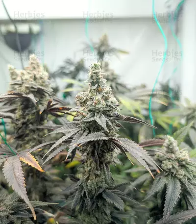 Graines féminisées de Purple Punch F1 (Seedkeepers)