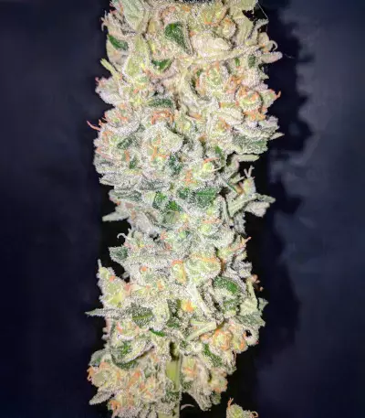 Sensi #32 (Sensi Seeds)
