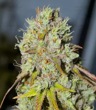1-800-Cinderella-99 Autoflower Seeds (Seedkeepers)
