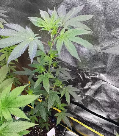 Alien Gorilla feminized seeds (Original Sensible Seeds)