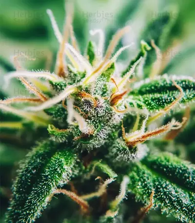 Amnesia Haze XL Auto (Zambeza Seeds)