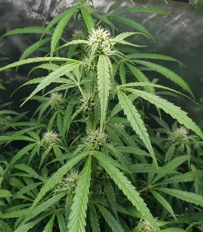Auto Bubble Gum XXL semi femminizzati