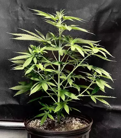 Bahia Black Head feminized seeds