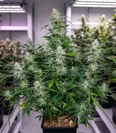 Biscotti Auto Seeds