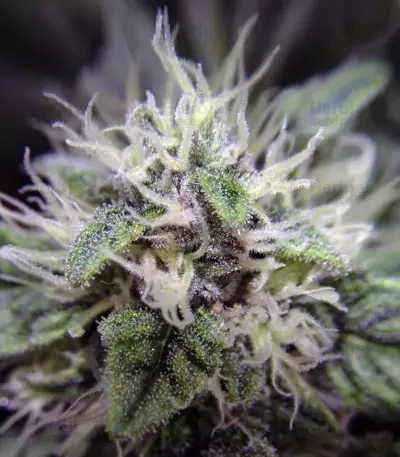 Blue Dream Seeds (Blimburn Seeds)