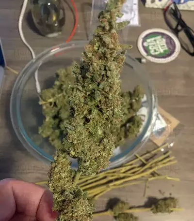Bruce Banner #3 semi femminizzati (Blimburn Seeds)