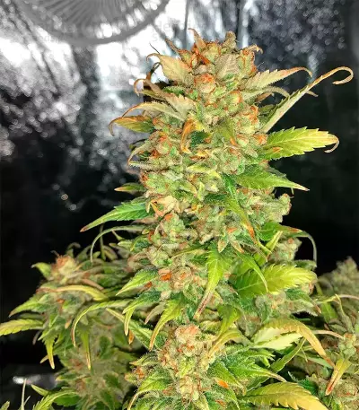 Bubblegum Auto