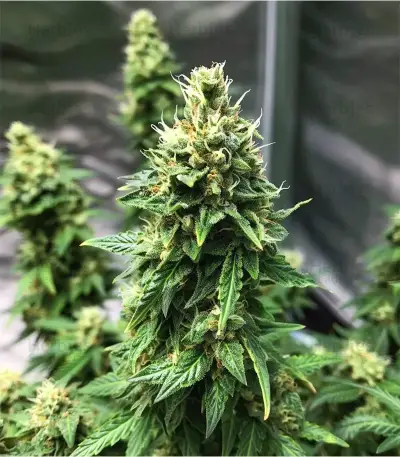 Diesel Seeds
