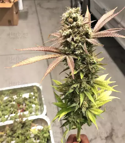 Graines de cannabis DJ’s Gold (DNA Genetics)