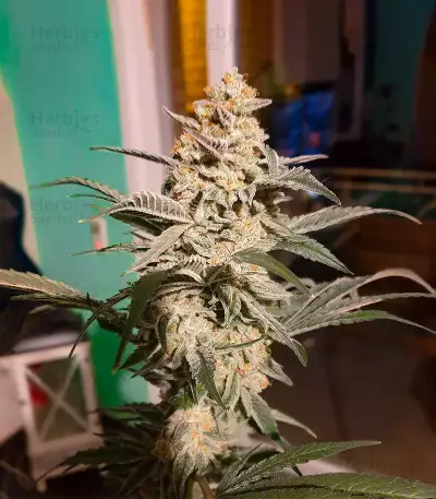 Do-si-Dos (Herbies Seeds)