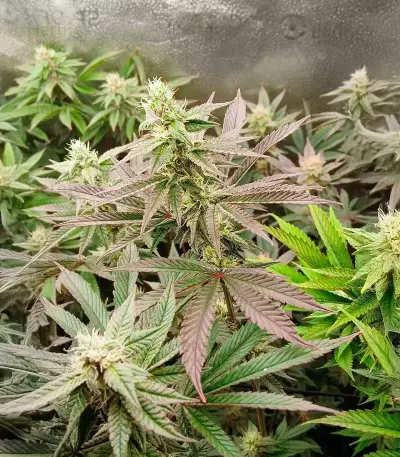 Donutz Feminized Seeds (Humboldt Seed Company)