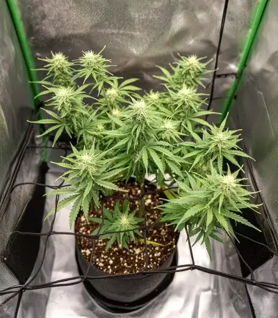 GMO Auto Seeds