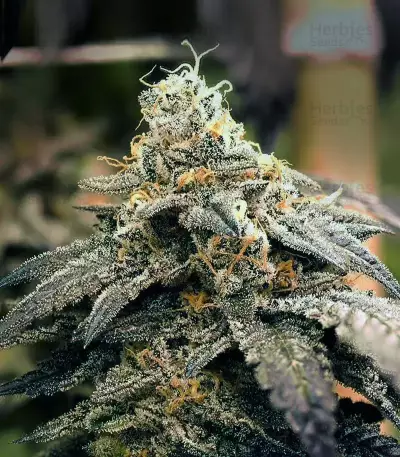 Grape OX regular seeds