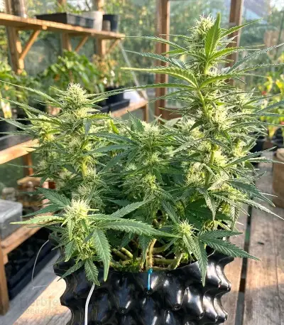 Ice Cream Cake Auto Seeds