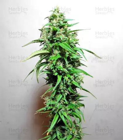 Graines de cannabis Panama (CannaBioGen)