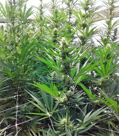 Graines de cannabis Panama x Bangi Haze (Ace Seeds)