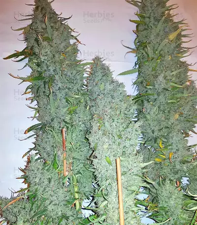 Graines de cannabis Panama x Bangi Haze (Ace Seeds)