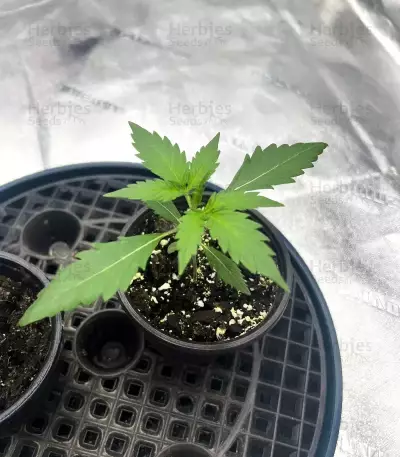Pineapple Runtz Auto (Ethos Genetics)