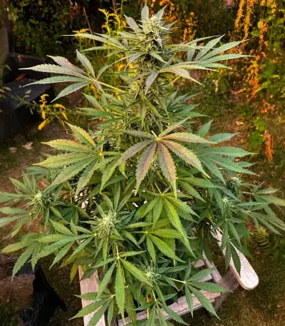 Power Plant Auto Seeds