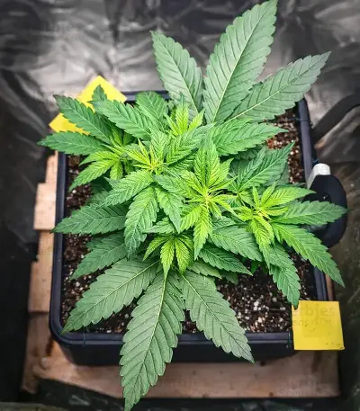 Runtz Seeds