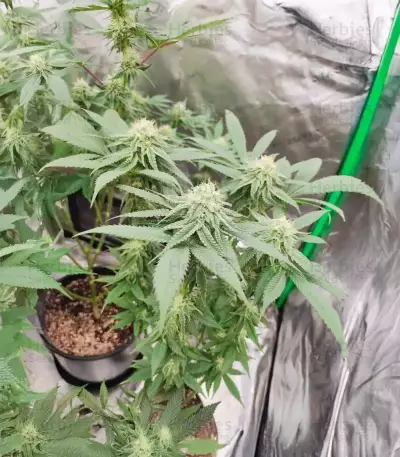 Semillas Feminizadas Sangria Poison Autoflower (Seedkeepers)