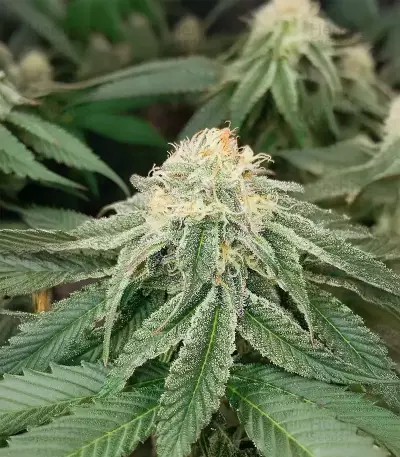 Semillas Feminizadas Sangria Poison Autoflower (Seedkeepers)