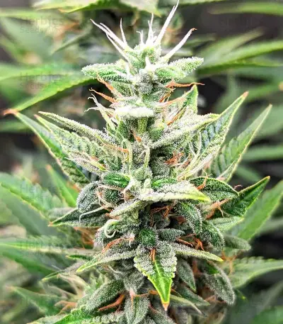 Semi Femminizzati Section 781 Autoflowering (Blimburn x Herbies)