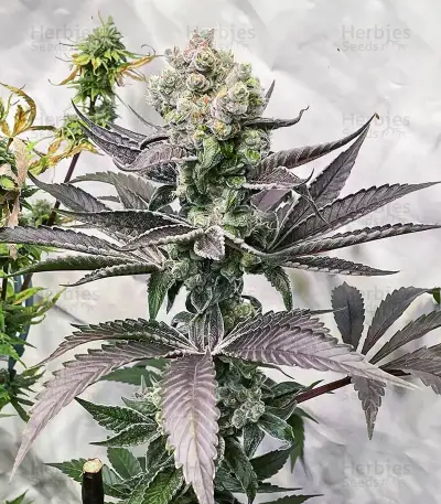 Section 781 Seeds (Blimburn x Herbies)