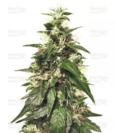 Graines de cannabis Sensi Skunk regular (Sensi Seeds)