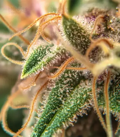 Skunk Haze Seeds