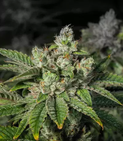 Stardawg Seeds
