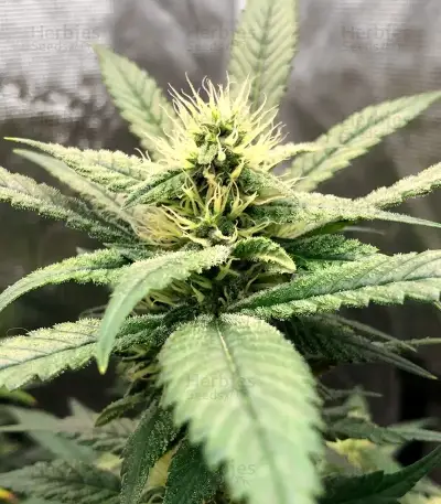 Steve’s Alien OG Seeds