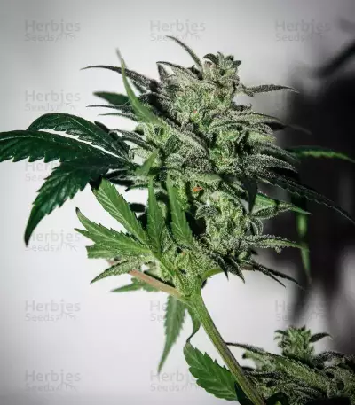 THC Bomb Auto (Bomb Seeds)