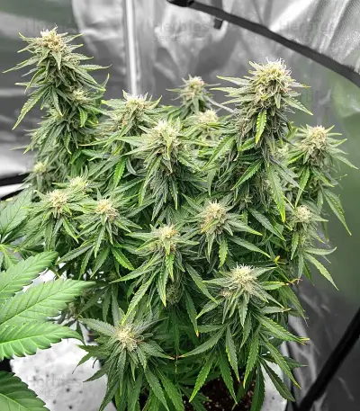 White Widow Auto Seeds