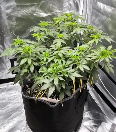White Widow Seeds