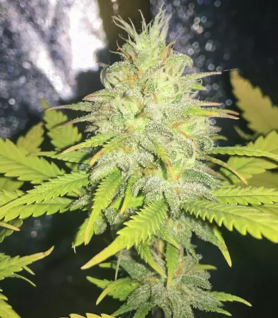 Unknown Kush Early Version (Delicious Seeds)