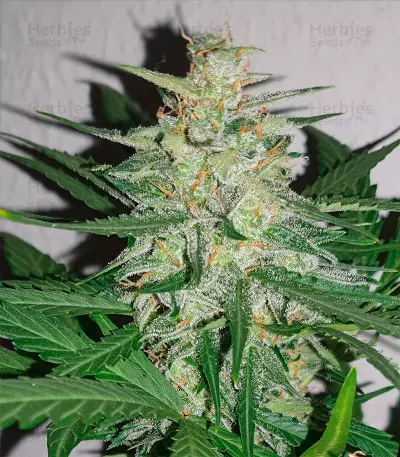 Amnesia Haze Autoflower (Herbies Seeds)