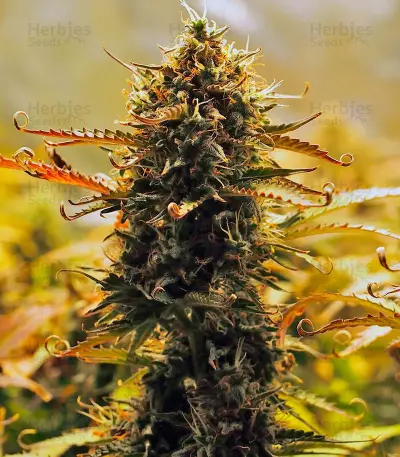 Jack 47 Auto feminized seeds