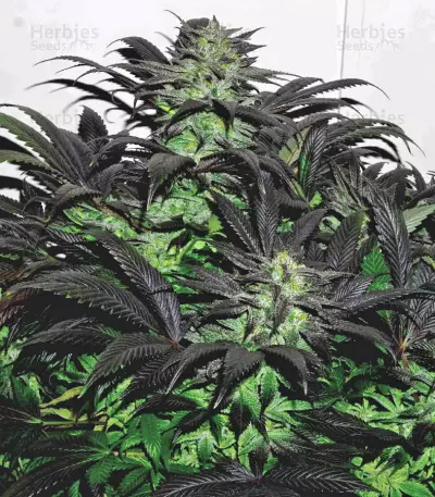 Bubba Island Kush Seeds