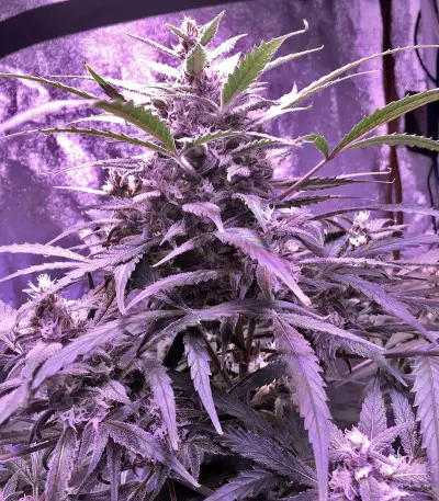 60 Day Lemon Autoflower (DNA Genetics)