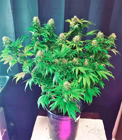 Graines féminisées d’Afghani #1 (Sensi Seeds)