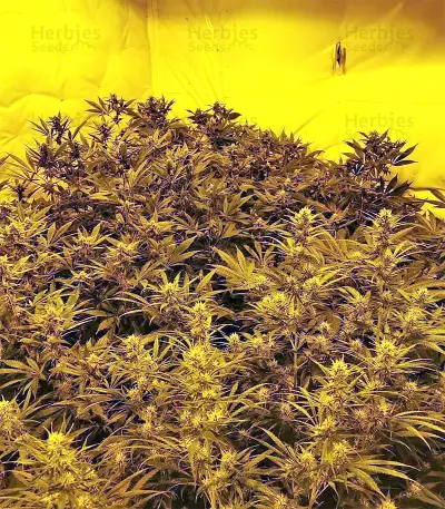 Amnesia Seeds (Seedstockers)