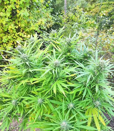 BCN Critical XXL