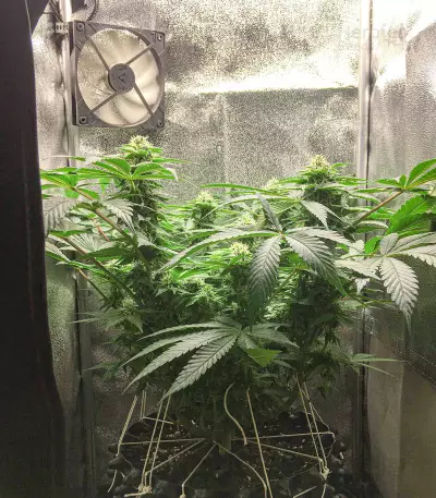Black Jack Seeds