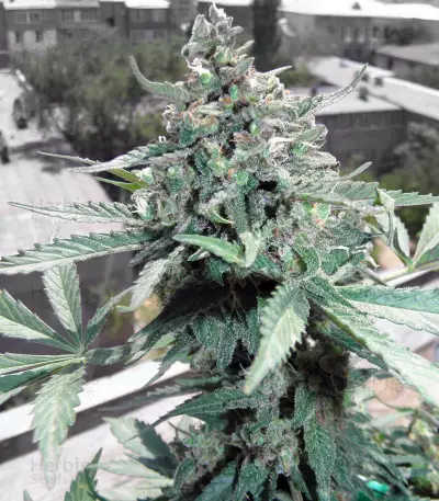 CBD Lemon Potion Auto Seeds