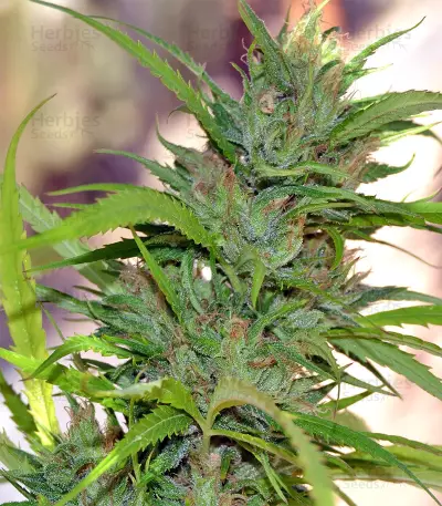 Auto CBG strain