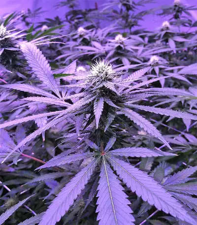 Graines de cannabis Chem Berry D regular (Dark Horse Genetics)