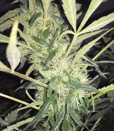 Dr. Bruce Banner CBD strain