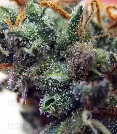 Dreamberry Seeds
