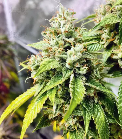 Fuel OG Seeds